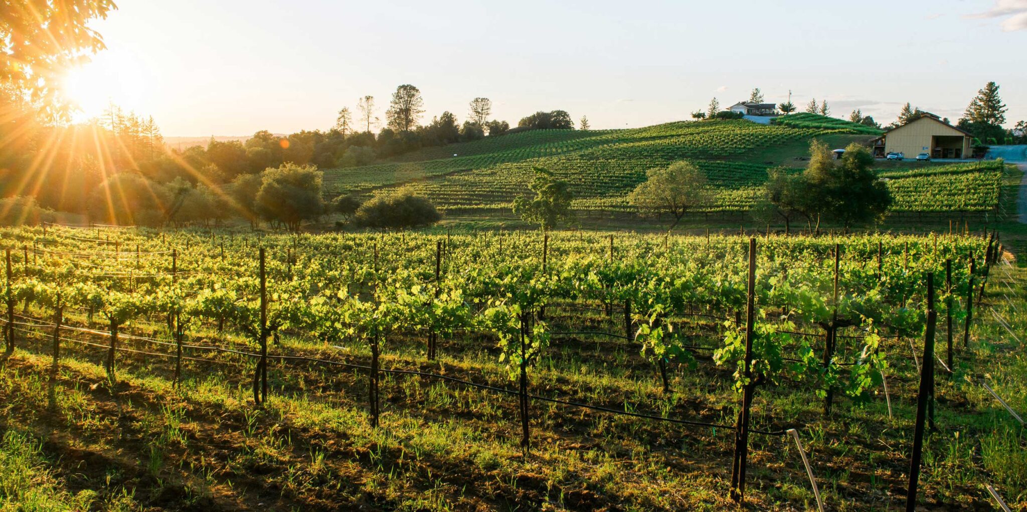 El Dorado County Wine Sierra Foothill Wineries