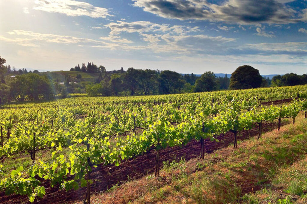 madrona vineyards