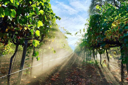 Mellowood Vineyard Fair Play