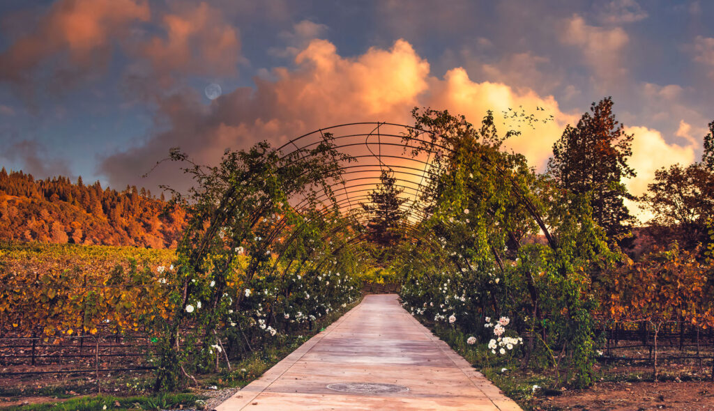 starfield vineyards