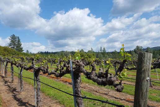 Windwalker Vineyard Fair Play
