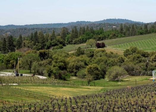 Vineyards in the summer