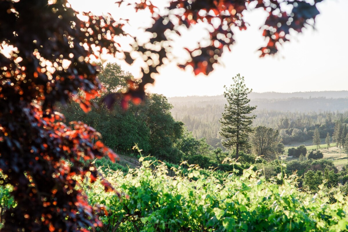 El Dorado Wine Blog Sierra Foothill Trip Planning El Dorado Wines