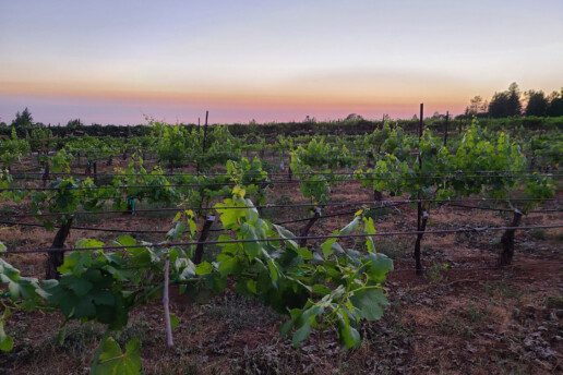 Sierra Vista Vineyards & Winery Pleasant Valley