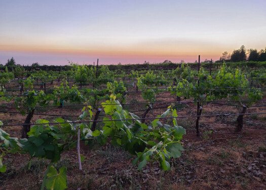 Sierra Vista Vineyards & Winery Placerville