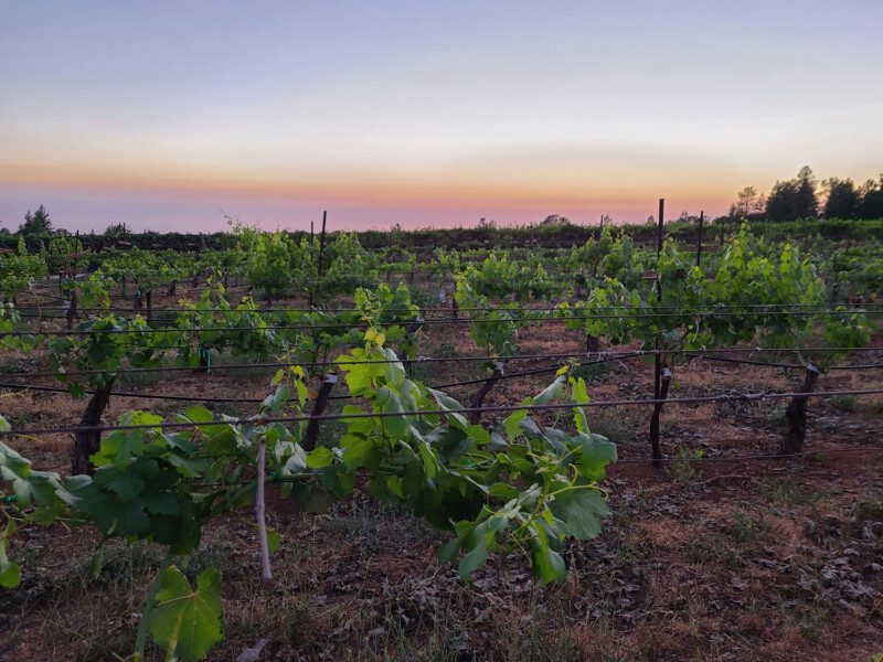 Sierra Vista Vineyards & Winery | Placerville