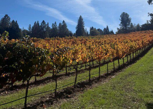toogood estate winery vines in Fair Play El Dorado County