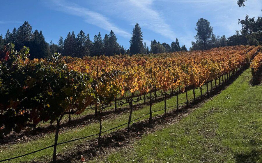 toogood estate winery vines in Fair Play El Dorado County