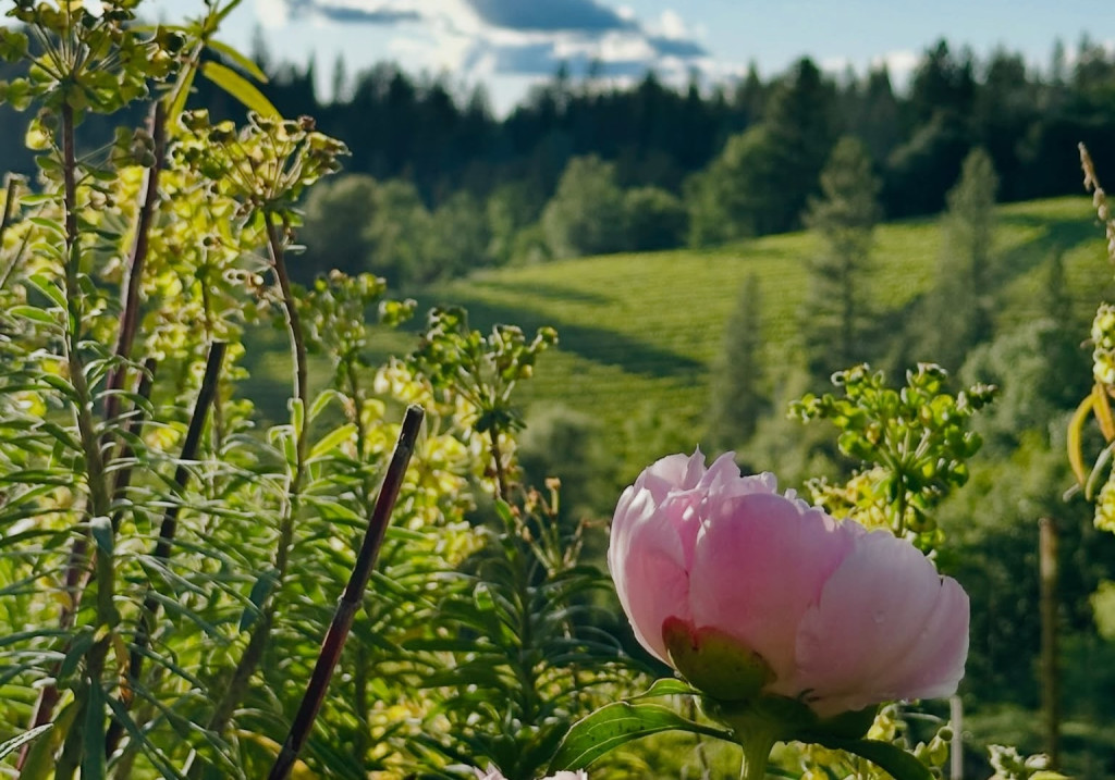 boeger flowers