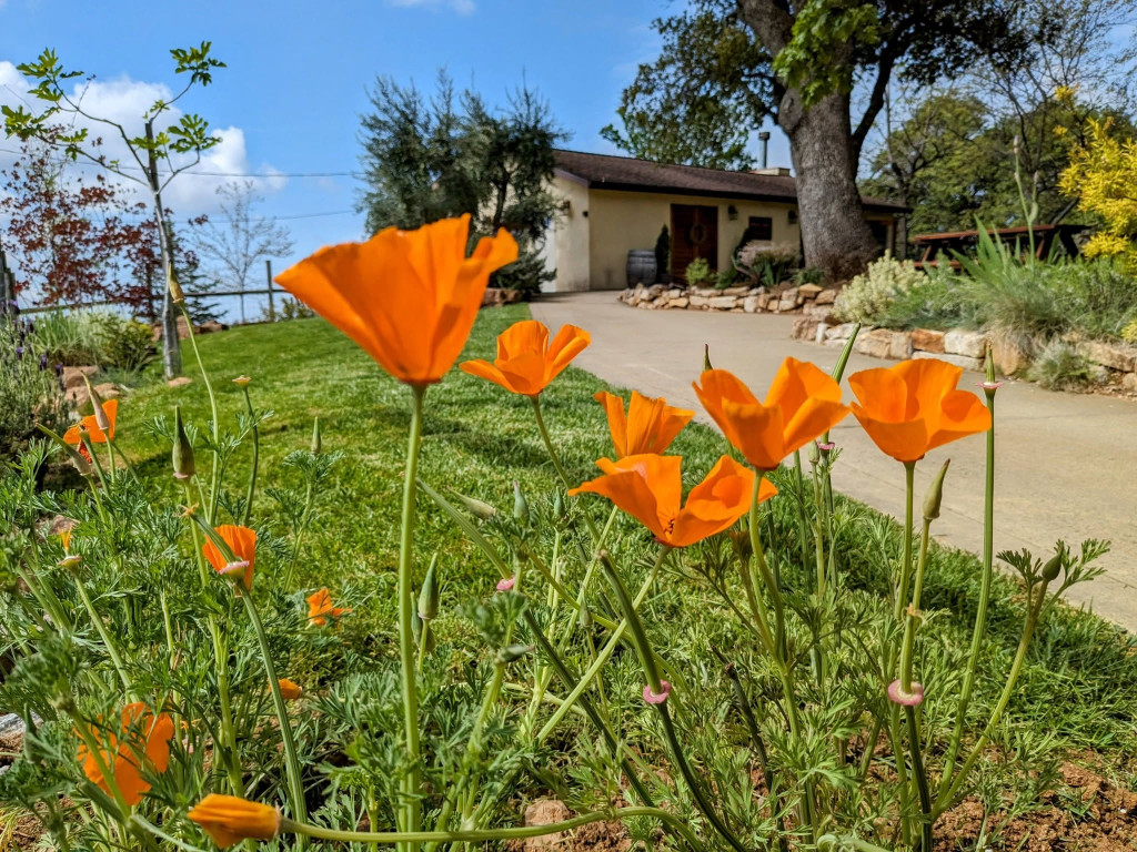 hh flowers
