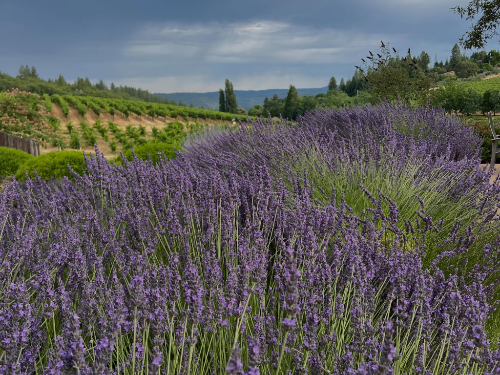 lava cap lavender
