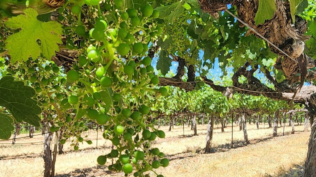 sierra vista vineyards